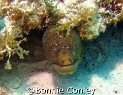 Moray Eel at Isla Mujeres.  Taken with a Canon Poweshot S... by Bonnie Conley 